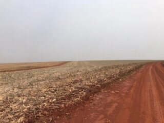 soja plantio paraná