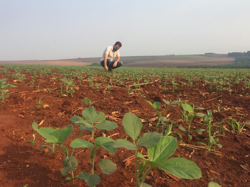 Soja: saiba o que produtores do Paraná estão fazendo para lidar com a seca