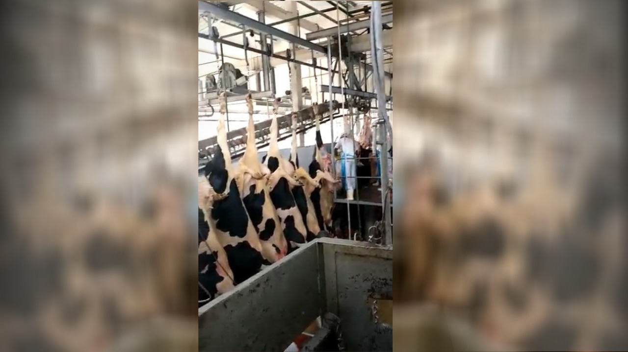 Vacas abatidas