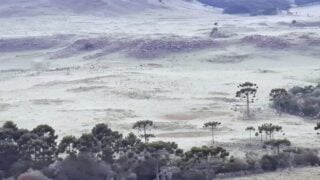 árvores cobertas por geada
