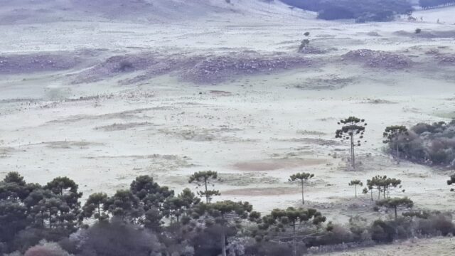 árvores cobertas por geada