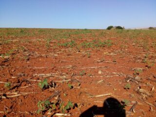 soja lavoura seca plantio SP