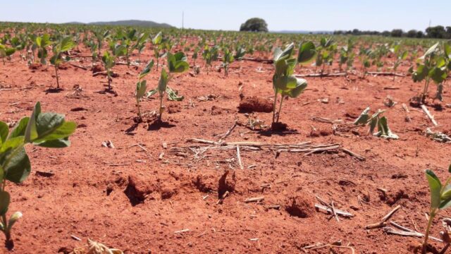 soja replantio mato grosso, aprosoja lavouras