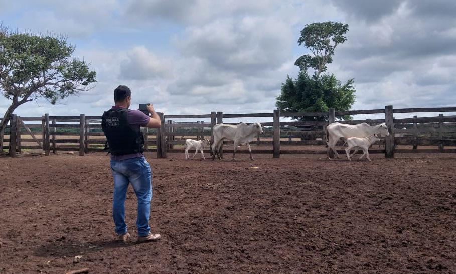 policial fotografando gado furtado de propriedade em mato grosso