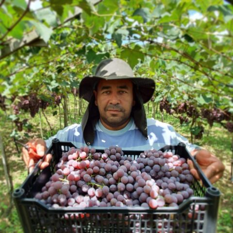 Produtor de uvas Vomar segurando caixa com as frutas