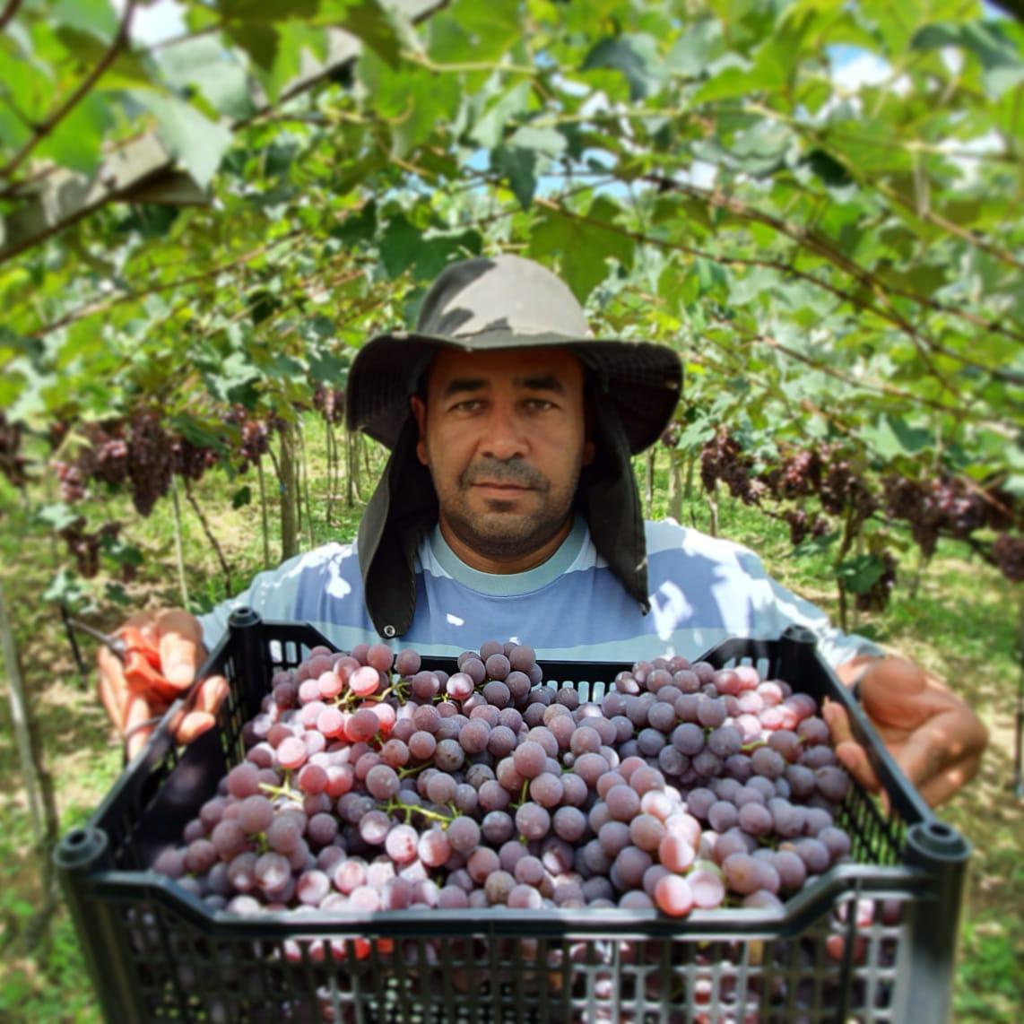 Produtor de uvas Vomar segurando caixa com as frutas