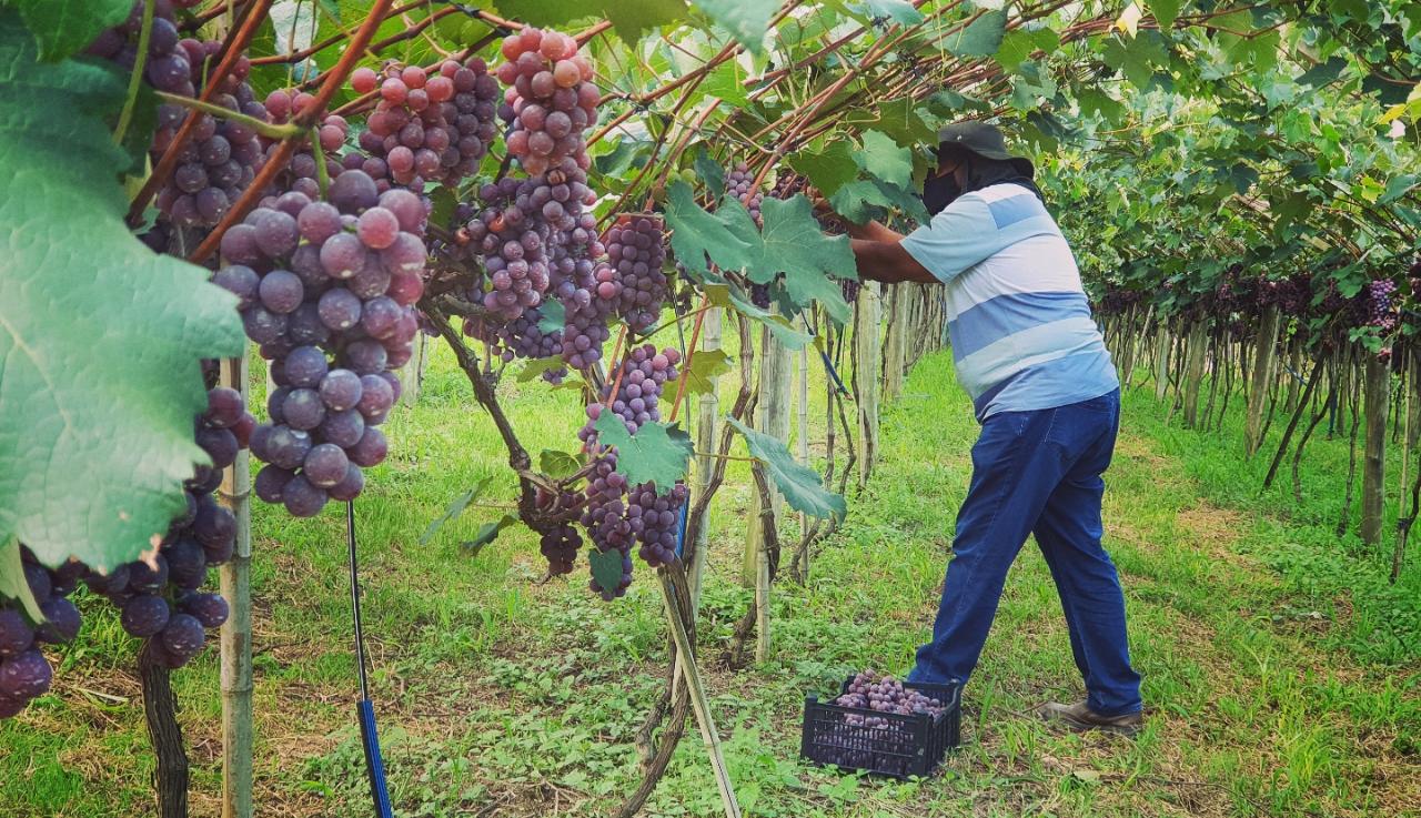 produtor colhendo uvas