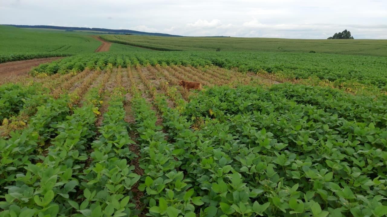 buraco raio soja plantação