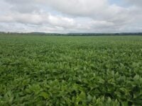 soja produção tocantins área