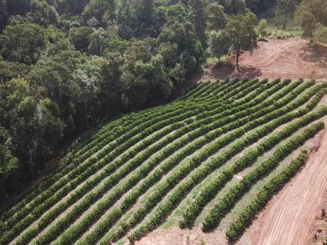 O papel do agrônomo nos maiores polos produtores de café do país