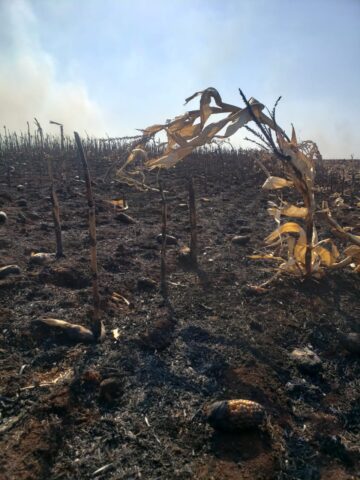 Incêndio na região de Maringá (PR)