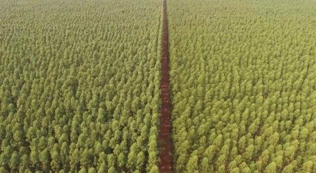 eucalipto em Mato Grosso