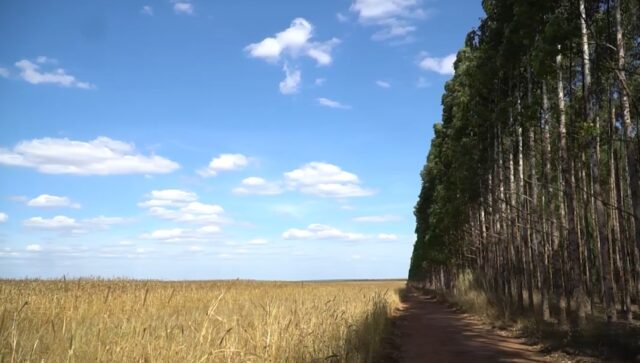 eucalipto para geração de biomassa em usians de etanol de milho em Mato Grosso