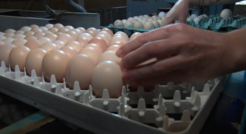 ovos - recorde na bahia - preços dos ovos nos EUA