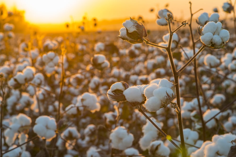 Brasil se prepara para alcançar topo do mercado de algodão - Canal Rural