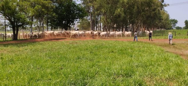 Gado Nelore Mato Grosso Associação dos Criadores de Nelore de Mato Grosso