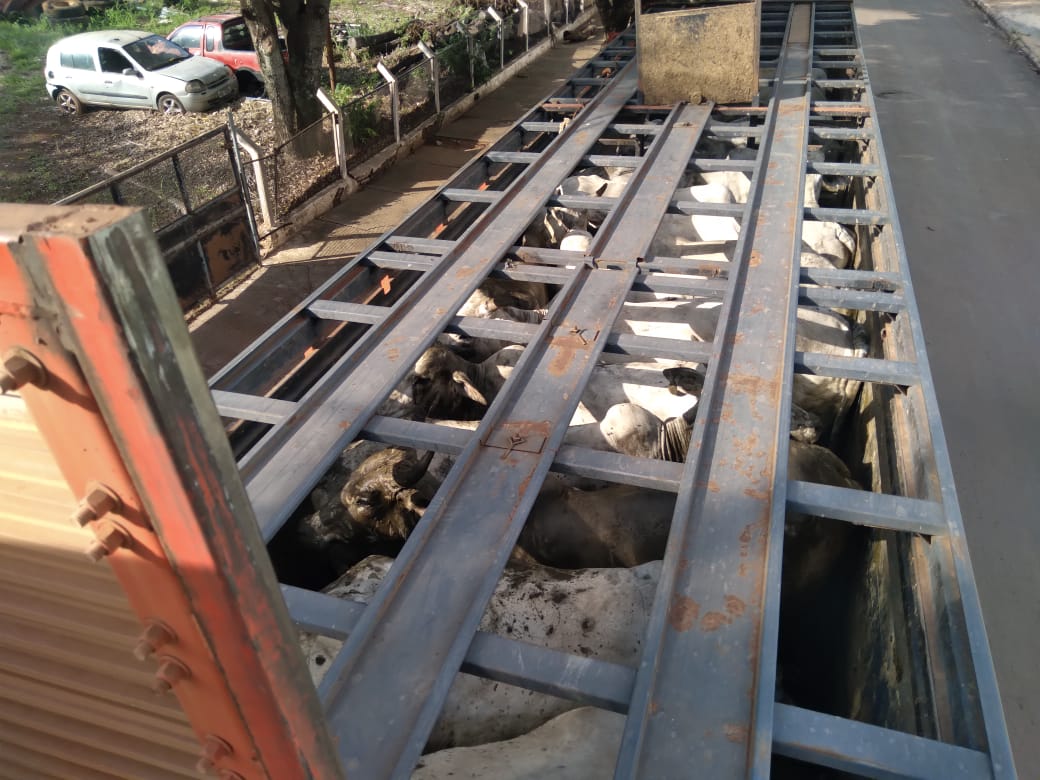 Carreta com cerca de 50 cabeças de vacas roubadas em Barra do Bugres é recuperada
