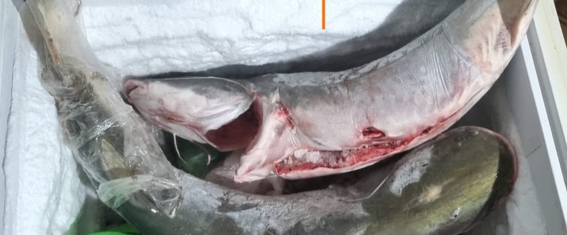 Sema apreende 18 quilos de pescado da espécie piraíba em MT