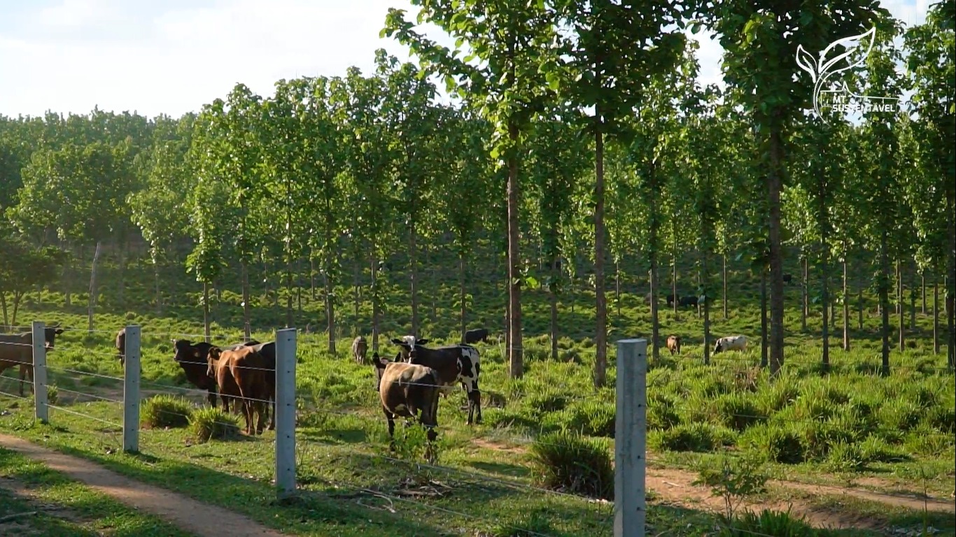 Fazenda em MT produz 90 mil arrobas por ano e tem plantação de 200 mil árvores de teca 