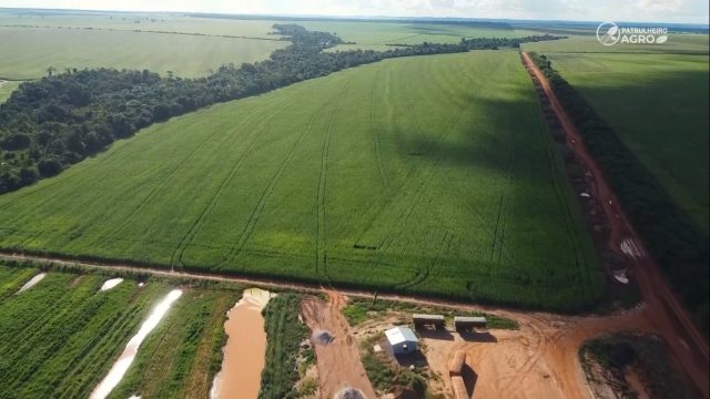 Foto: Pedro Silvestre | Canal Rural Mato Grosso Foto: Pedro Silvestre | Canal Rural Mato Grosso