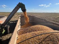 Colheita de milho safrinha em Mato Grosso