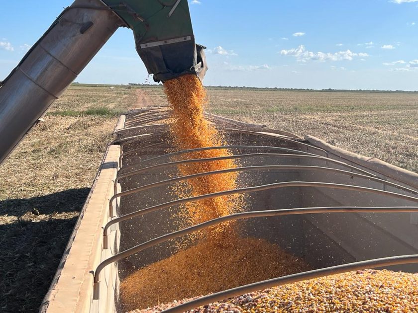 Colheita de milho em Mato Grosso Colheita de milho em Mato Grosso