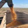 Colheita de milho em Mato Grosso
