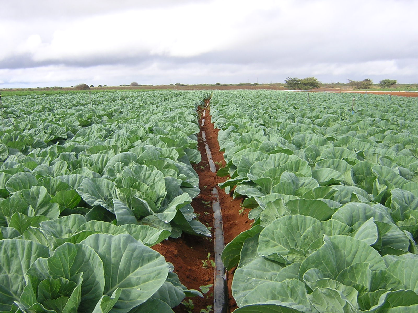 Mangueiras de irrigação oferecem economia e eficiência a produtores de hortaliças