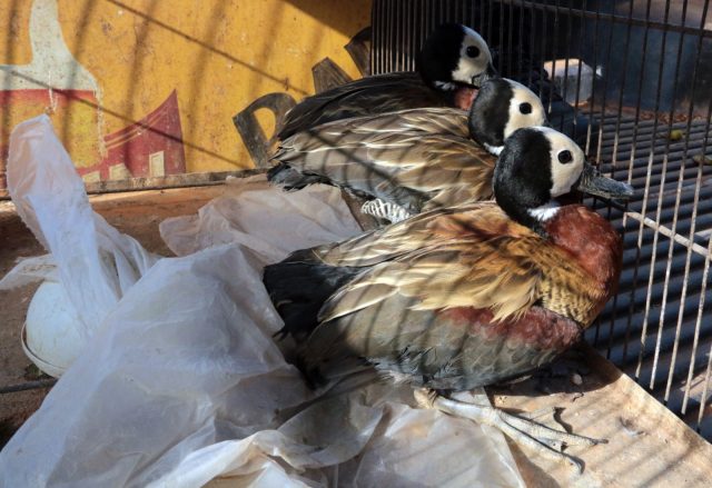três aves silvestres presas em uma gaiola ao serem resgatadas por equipes do Ministério Público da Bahia