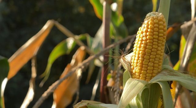 Conab já efetuou compra de 8,3 milhões de sacas de milho em 2023