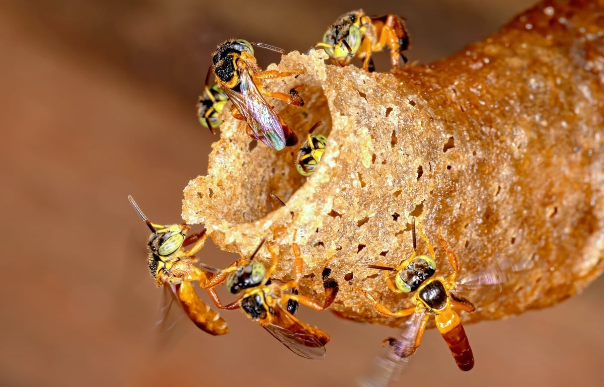 Distrito Federal publica lei para disciplinar o manejo de abelhas nativas sem ferrão