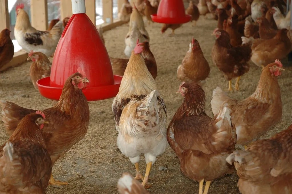 Prorrogadas no DF medidas de proteção à entrada da influenza aviária