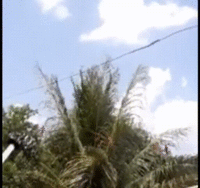 Nuvem de gafanhotos é avistada em Mato Grosso e assusta comunidade rural