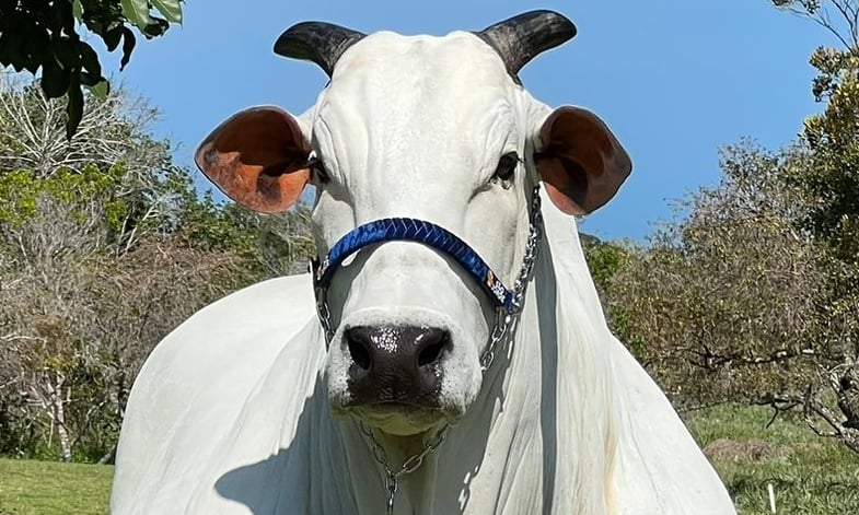 a vaca nelore Íris 8 FIV da Valônia - plínio queiroz