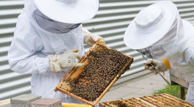 abelha, apicultura