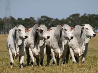 Fim de semana será de leilões no Canal Rural