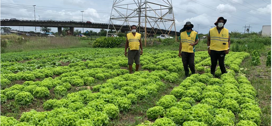 agricultura Recife - Agronomia Sustentável