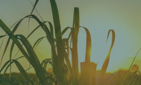O futuro do agro paulista: conquistas, desafios e o compromisso com o diálogo