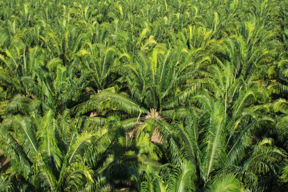 Cultivo do dendê no Pará - Foto: Ronaldo Rosa