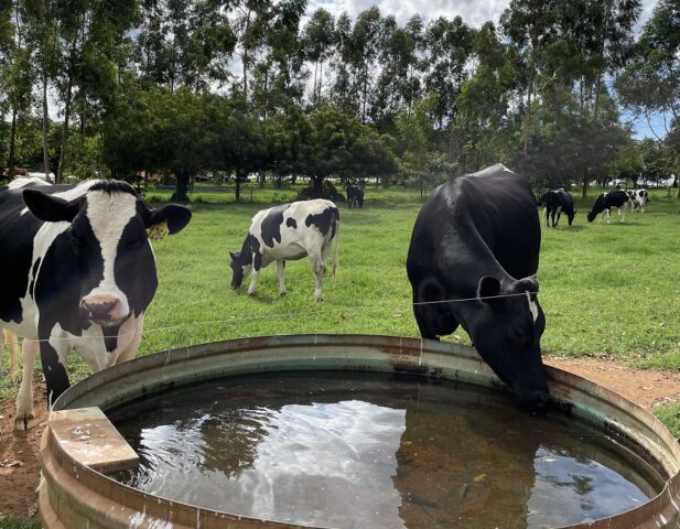 água bebedouro gado