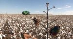 algodão colheita foto pedro silvestre canal rural mato grosso