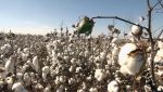 algodão colheita foto pedro silvestre canal rural mato grosso1