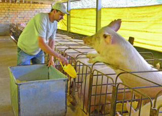 arroz alimentação suínos