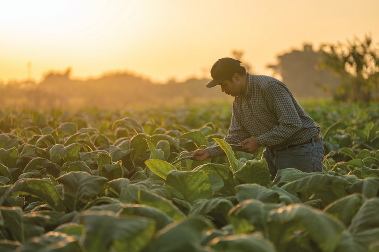 Gestão de Pessoas no Agro: Planos de Cargos, Salários e os Desafios do INSS