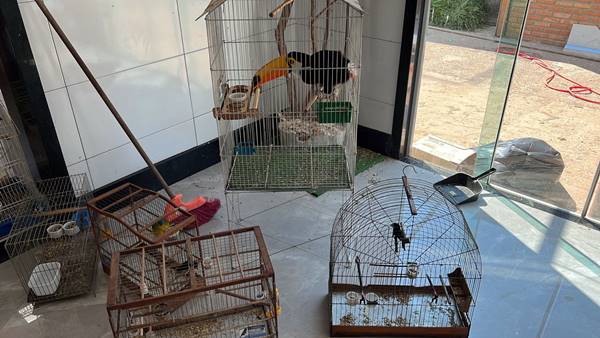 Polícia Federal resgata 8 aves vítimas de maus-tratos no Distrito Federal