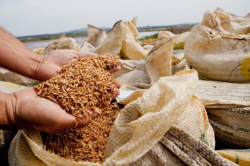 arroz importação