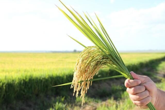 cultivar arroz irrigado em lavoura, grãos e panícula