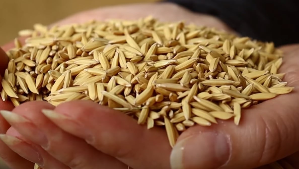 Cotações do arroz seguem em baixa