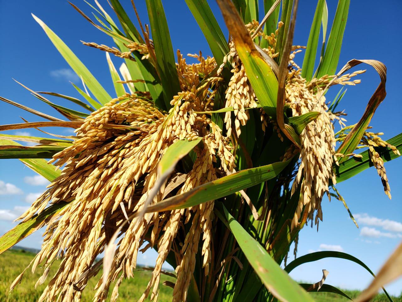 semente híbrida de arroz resistente a plantas daninhas
