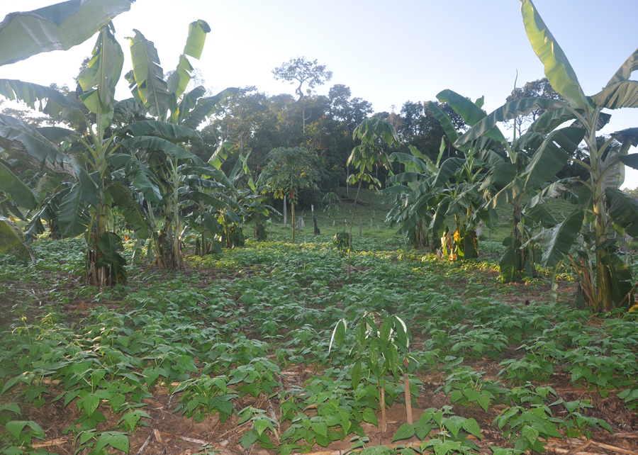 Consórcio agroflorestal aumenta renda em comunidades extrativistas